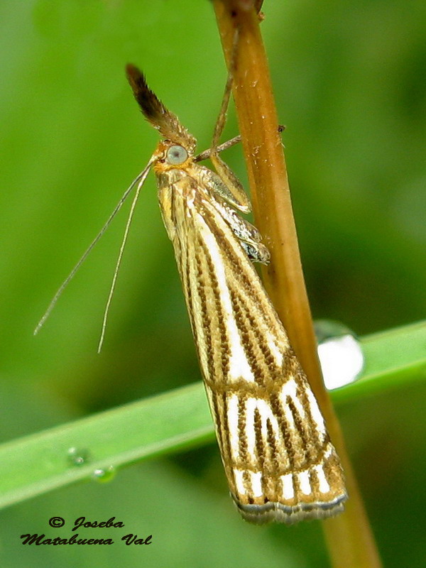 Chrysocrambus craterella - Crambidae